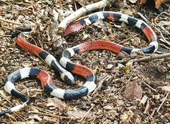 Micrurus laticollaris