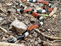 Micrurus laticollaris