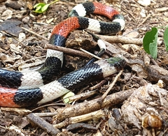 Micrurus laticollaris