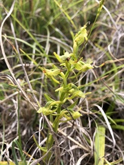 Platanthera mandarinorum pachyglossa