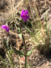 Mirabilis oxybaphoides