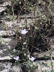 Campanula fragilis