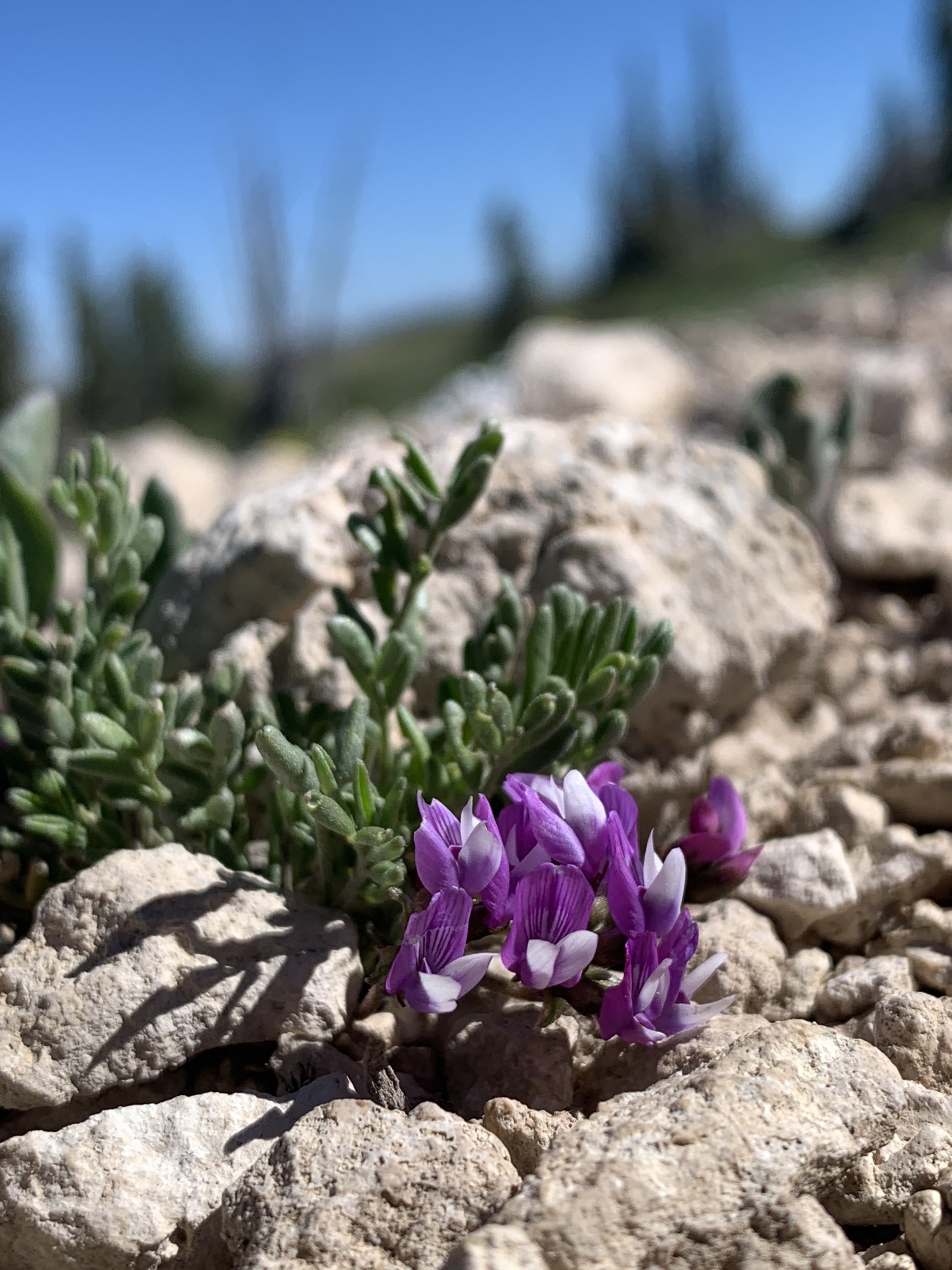Astragalus limnocharis