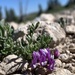 Cedar Breaks Milkvetch - Photo (c) Zach Coury, some rights reserved (CC BY-NC), uploaded by Zach Coury
