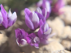 Astragalus limnocharis montii
