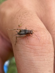 Neonemobius mormonius