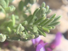 Astragalus limnocharis montii