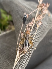 Allonemobius socius