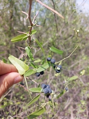 Cocculus diversifolius