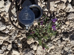 Astragalus limnocharis montii