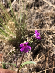 Mirabilis oxybaphoides