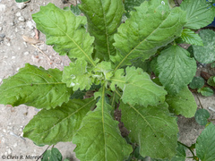 Pseudoconyza viscosa
