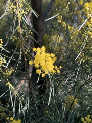 Acacia iteaphylla