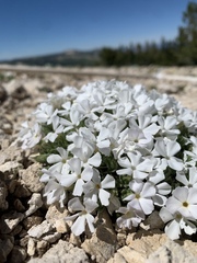 Phlox pulvinata