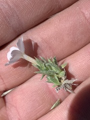 Phlox pulvinata