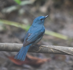 Cyornis unicolor