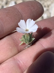 Phlox pulvinata