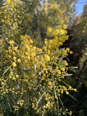 Acacia iteaphylla