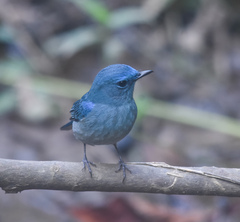 Cyornis unicolor