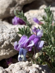 Astragalus limnocharis montii