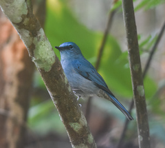 Cyornis unicolor