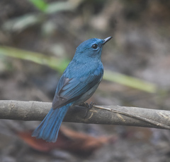 Cyornis unicolor