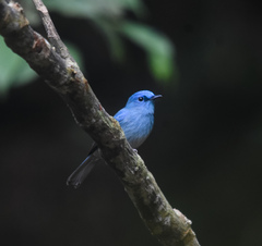 Cyornis unicolor