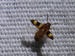 Poecilocrypticus formicophilus