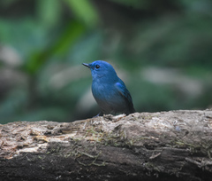 Cyornis unicolor
