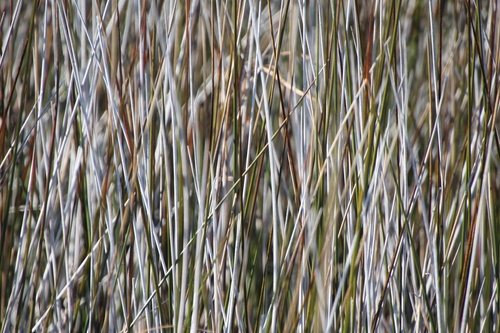 Image of Juncus roemerianus by (c) Ashwin Srinivasan, some rights reserved (CC BY)