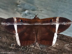 Hemeroblemma mexicana