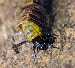 Brachycentridae