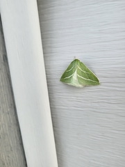 Synchlora bistriaria