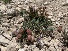 Astragalus limnocharis montii