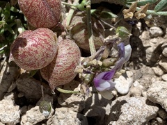 Astragalus limnocharis montii