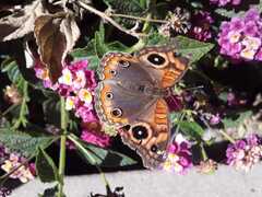 Junonia genoveva