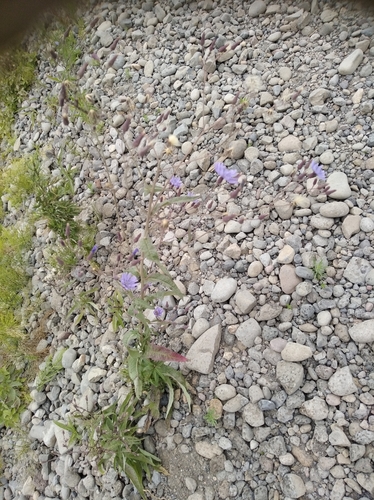 Lactuca sibirica iNat (1)
