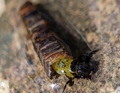 Brachycentridae