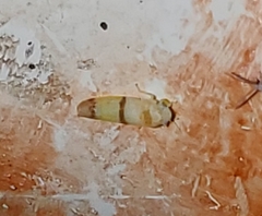 Empoa casta