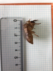 Graptopsaltria nigrofuscata