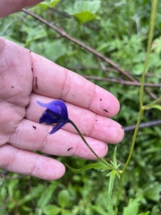 Aconitum delphiniifolium