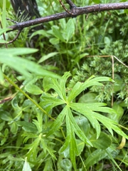 Aconitum delphiniifolium