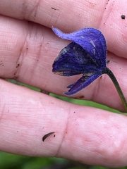 Aconitum delphiniifolium