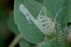 Phytomyza lappae