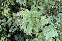 Phytomyza lappae