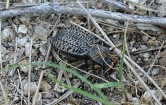 Philolithus morbillosus