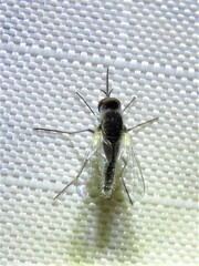Apolysis