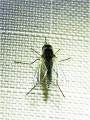 Apolysis