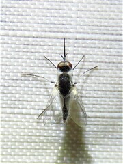 Apolysis