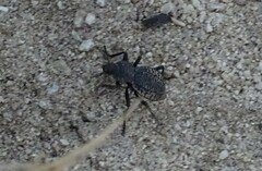 Philolithus morbillosus